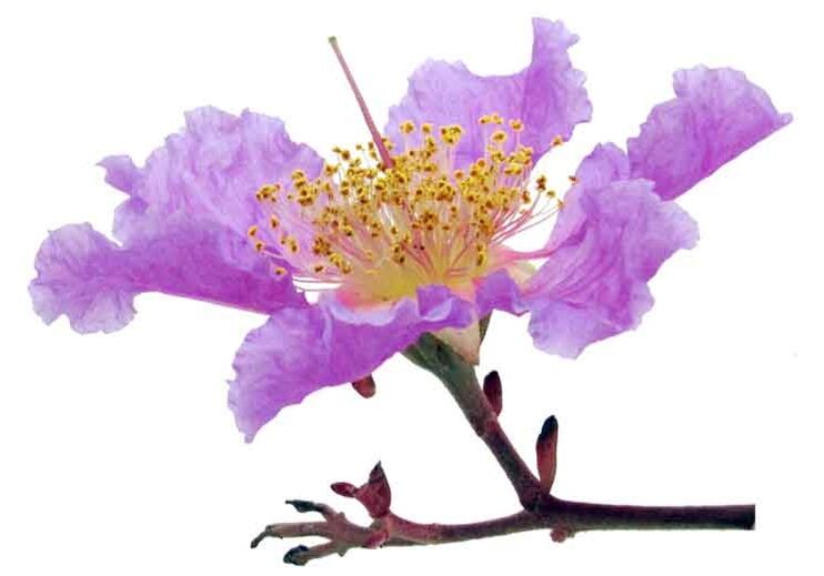 Banaba Lagerstroemia en Gluconol