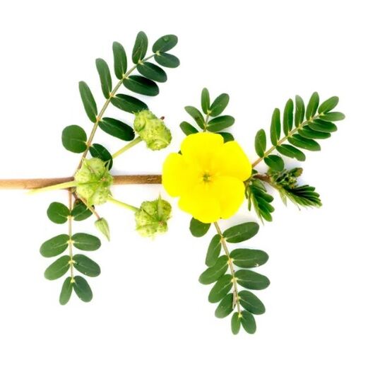 planta Tribulus terrestris en Gluconol